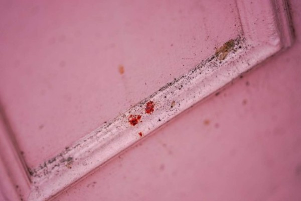 Lo mandó al hospital: La presentadora Caroline Flack fue detenida por violencia contra su novio tenista