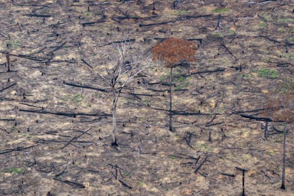 Las imágenes del terrible incendio que devora el Amazonas, el pulmón del mundo