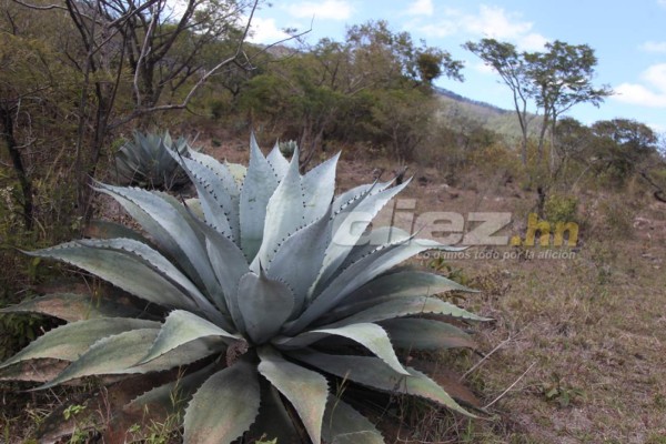 Fotos: En este lugar se edificará la sede del Olimpia de Honduras