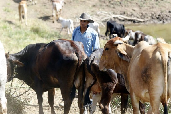 Donis Escober, ganadero: de sombrero y buen jinete; cambió la pelota por el ordeño de vacas