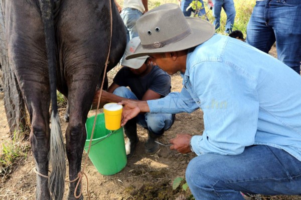 Donis Escober, ganadero: de sombrero y buen jinete; cambió la pelota por el ordeño de vacas