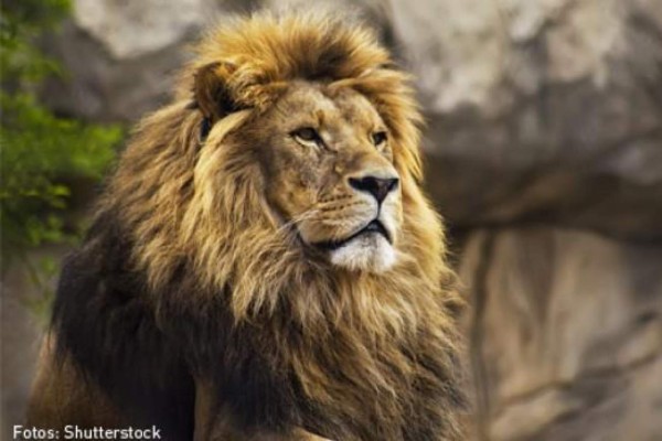 Olimpia-Montreal Impact: Una batalla dispareja desde títulos y chequera, pero con goleadores hondureños