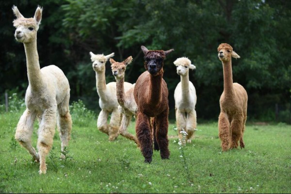 Los animales que China permitirá para el consumo humano ante la tragedia por coronavirus