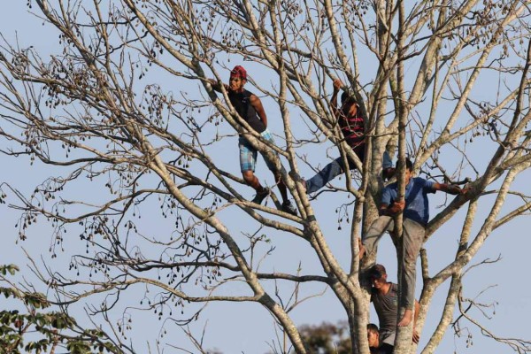 Subidos en los árboles, golpes a árbitros y la soledad del Yankel en la Copa Presidente
