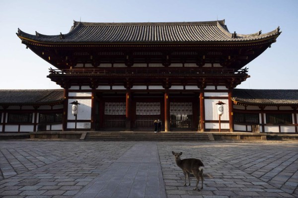 Coronavirus: Animales salvajes se pasean por las calles ante la ausencia de humanos