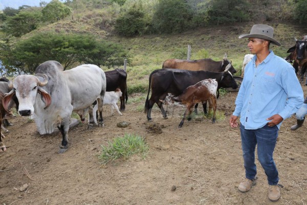 Donis Escober, ganadero: de sombrero y buen jinete; cambió la pelota por el ordeño de vacas