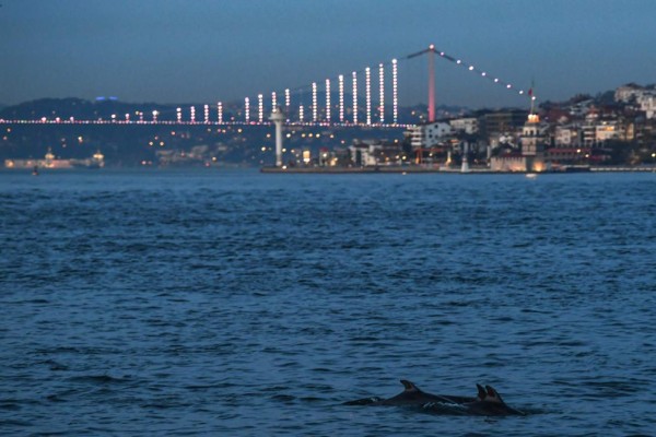 Calles desoladas y animales en las calles: Las postales que deja el coronavirus en el mundo