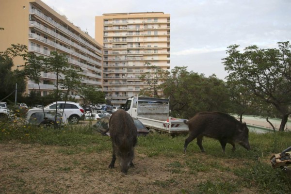 Calles desoladas y animales en las calles: Las postales que deja el coronavirus en el mundo