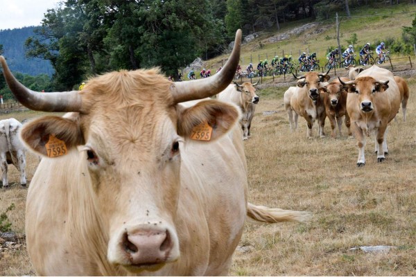 Las mejores postales del Tour de Francia 2015