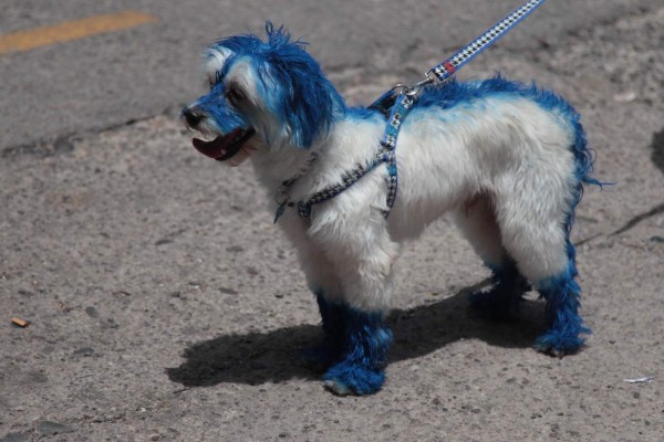 ¡Ambientazo! Así se vive la previa de la final entre Motagua y Honduras