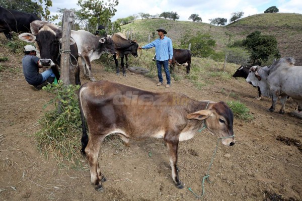 Donis Escober, ganadero: de sombrero y buen jinete; cambió la pelota por el ordeño de vacas