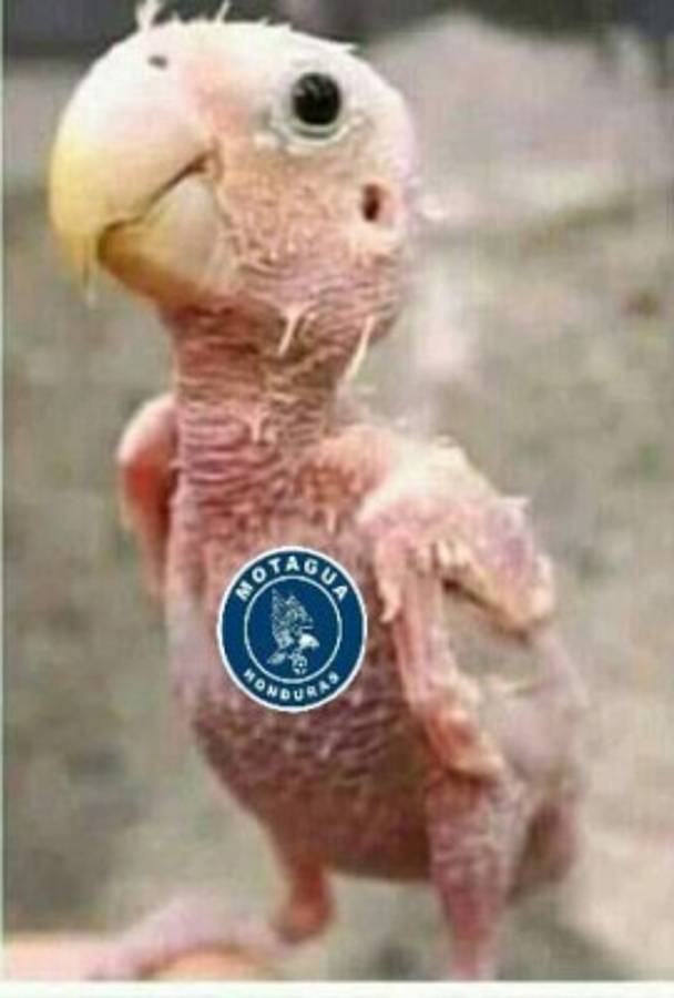 Real de Minas derrota a Motagua y lo masacran con divertidos memes