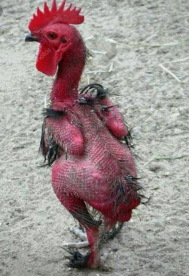 Motagua cae ante el Tauro FC y es atacado con divertidos memes