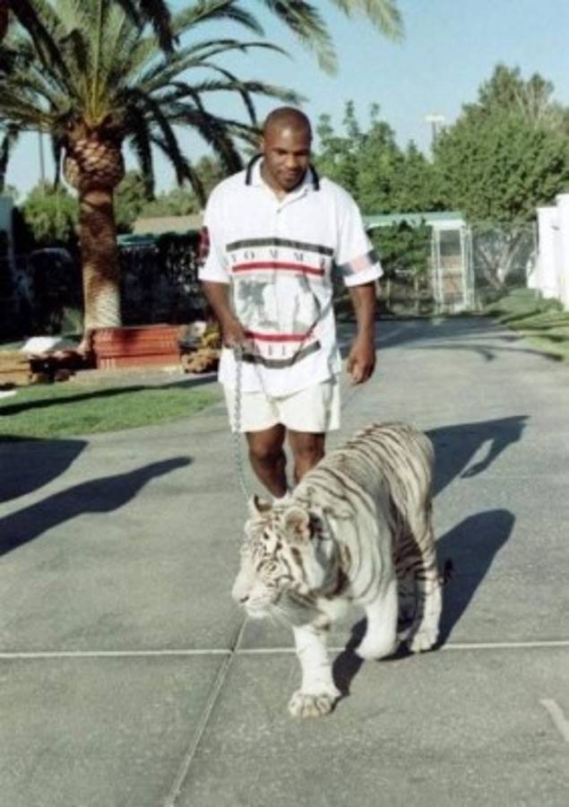 El tigre de 550 libras que tuvo que vender Mike Tyson porque le arrancó el brazo a un hombre
