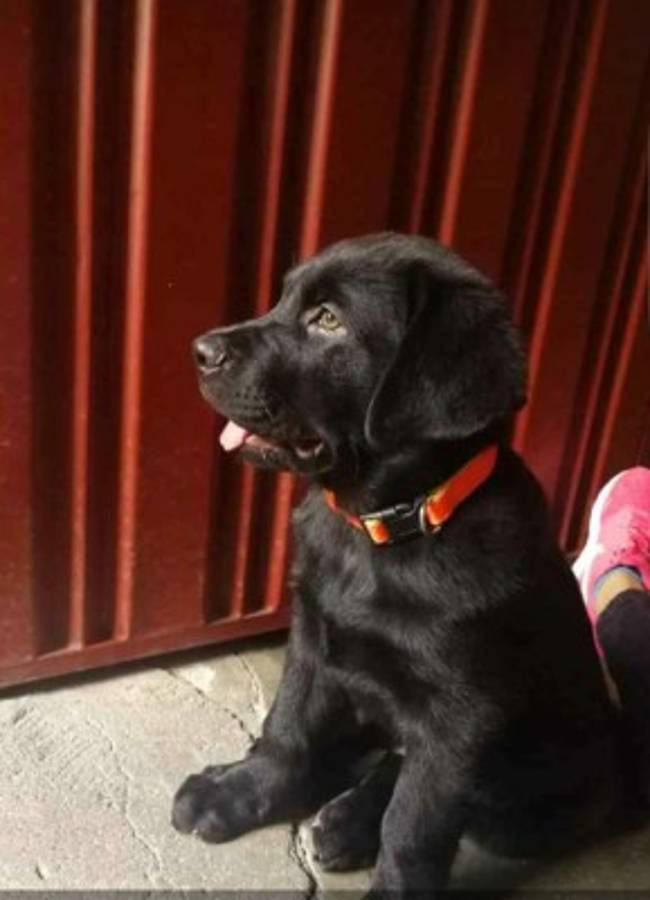 Conocé a las mascotas de los hondureños y otros futbolistas por el mundo