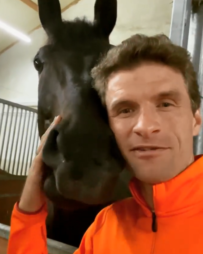 El insólito negocio de Thomas Müller: acusado de maltrato animal por dejar que sus caballos tengan “actos sexuales antinaturales”