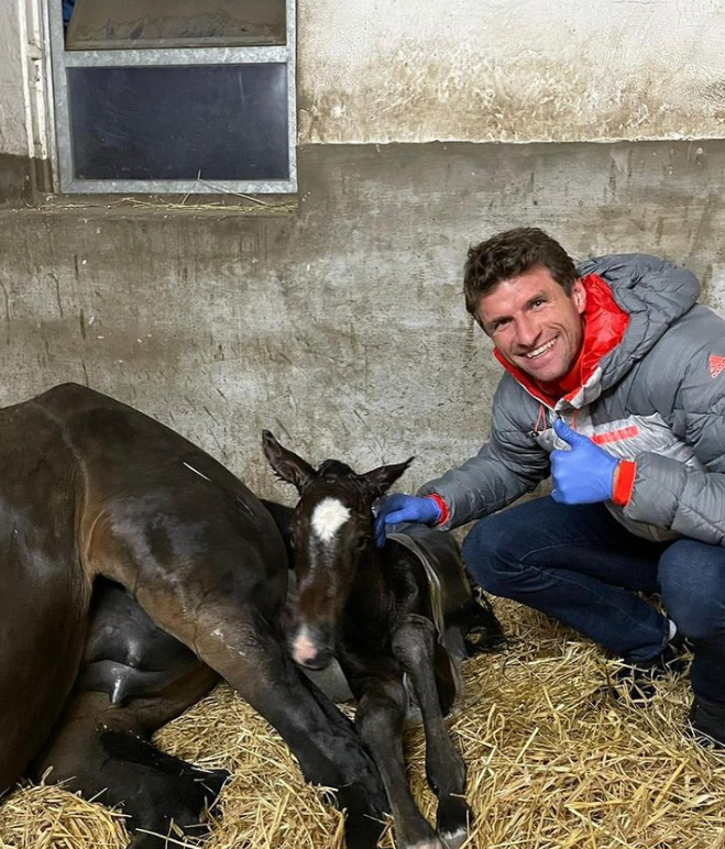 El insólito negocio de Thomas Müller: acusado de maltrato animal por dejar que sus caballos tengan “actos sexuales antinaturales”