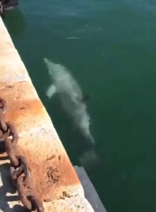 Coronavirus: Animales salvajes se pasean por las calles ante la ausencia de humanos