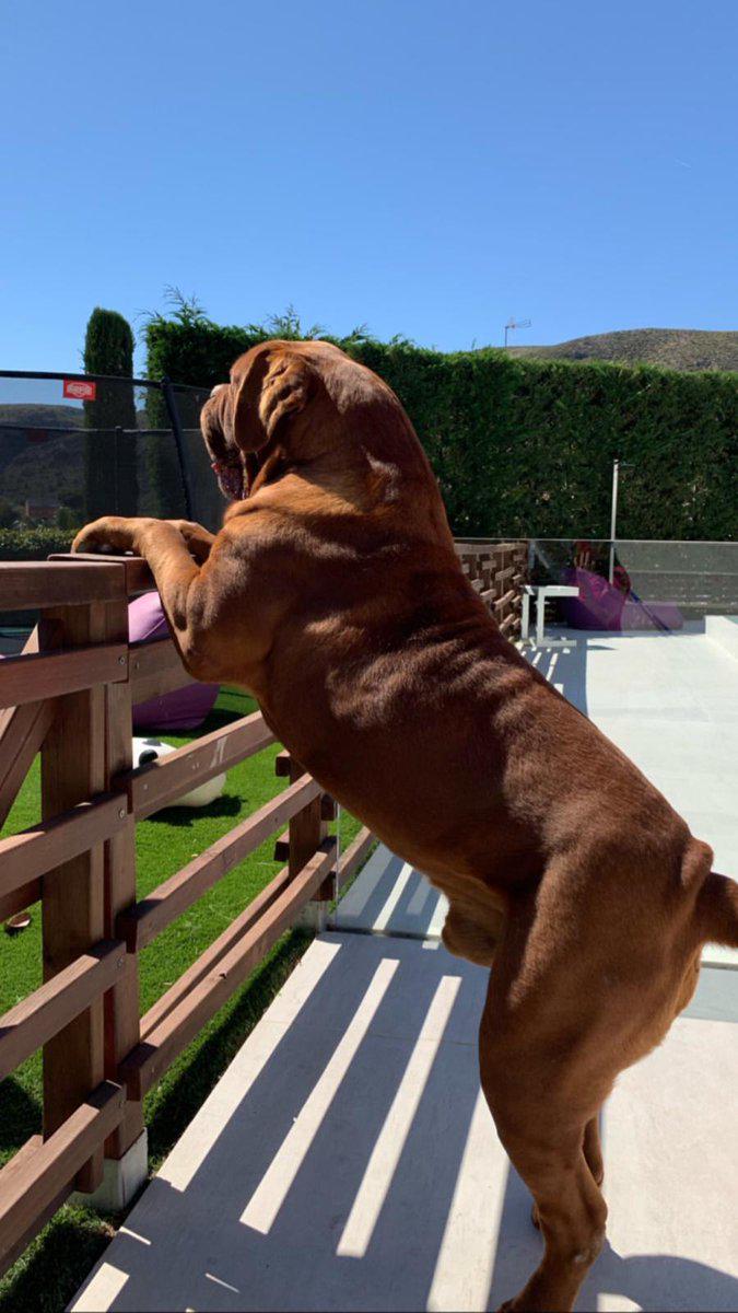 Messi contó dónde y cómo se encuentra Hulk, su gran perro valorado en 80 mil dólares