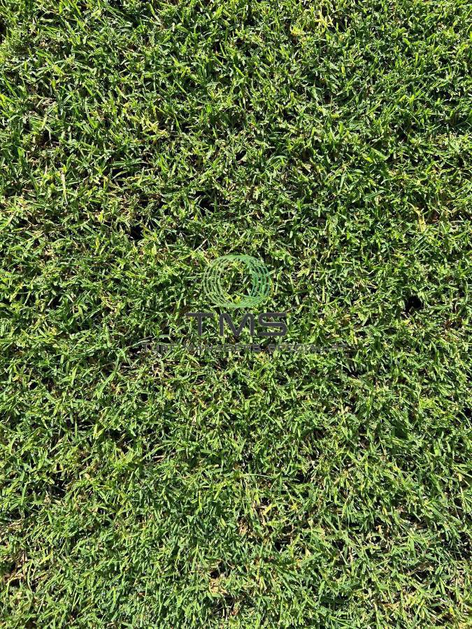 Ya hay fecha para jugar en la nueva grama del estadio Morazán: Así luce el recinto de San Pedro Sula