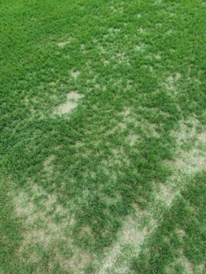 El pésimo estado del Rommel Fernández: DT de Panamá explota ¿Y qué dicen en México?