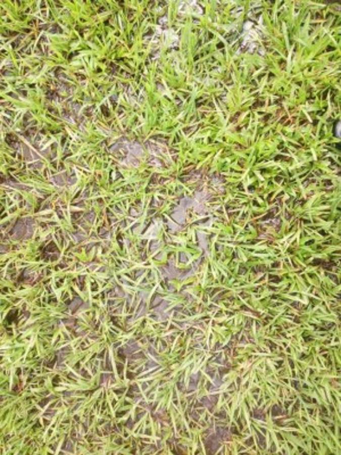 Así de deteriorada luce la cancha del estadio Francisco Martínez de Tocoa