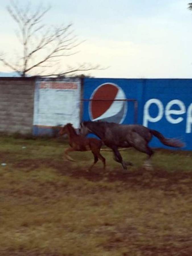 ¡Sirve de potrero! Así de descuidado luce uno de los estadios de Honduras