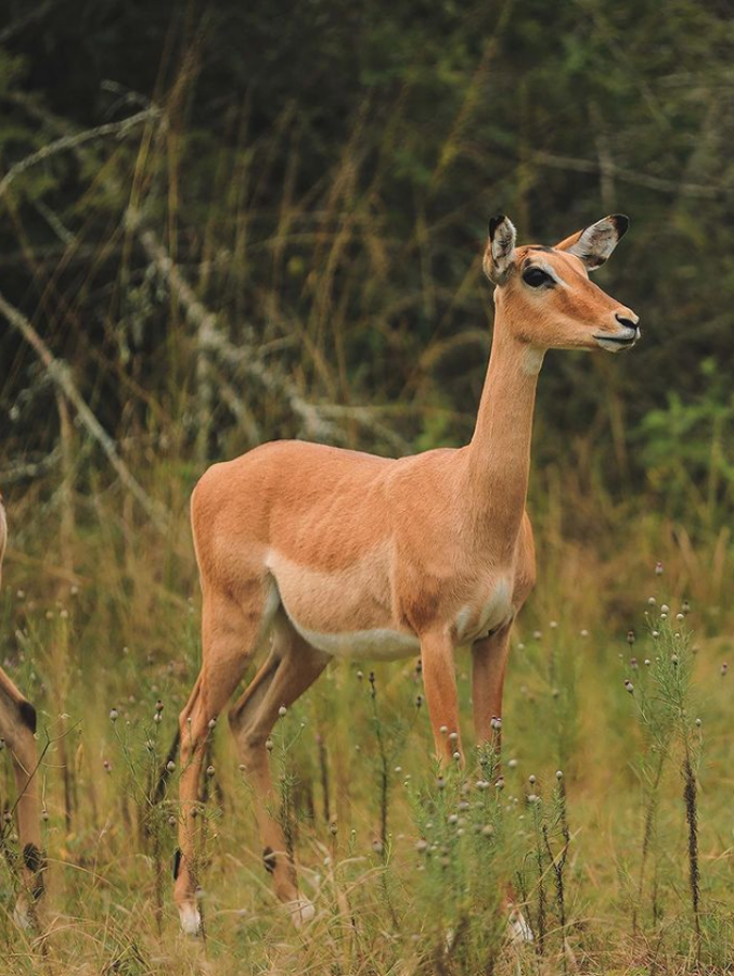 Con elefantes y gorilas: las imperdibles fotos de Sergio Ramos y Keylor Navas en uno de los países más exóticos del mundo