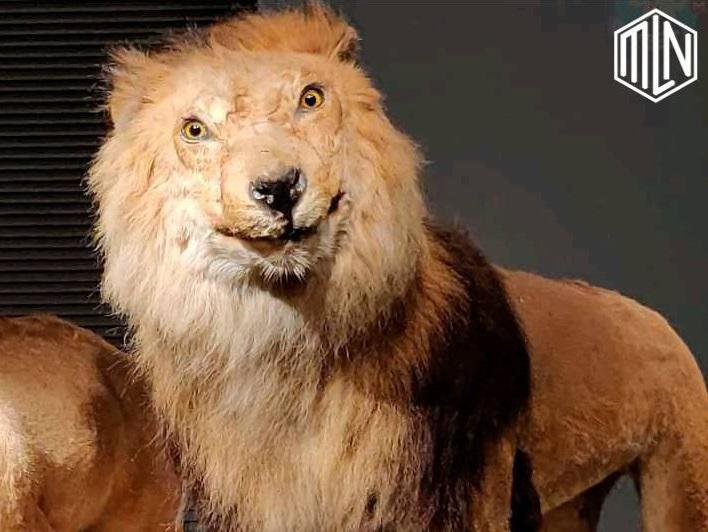 ¡No perdonan! Los memes destrozan a Olimpia y a Pedro Troglio tras el título de Motagua en la Liga Nacional de Honduras