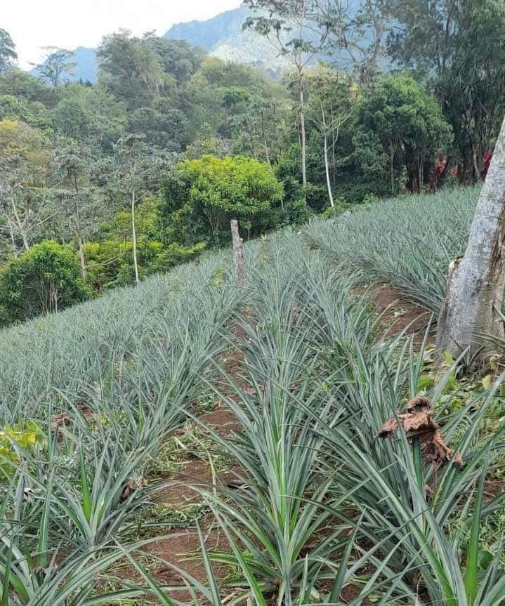 Con machete en mano y cultivando piña: Así es la vida fuera de las canchas de Francisco Martínez y su hermano árbitro