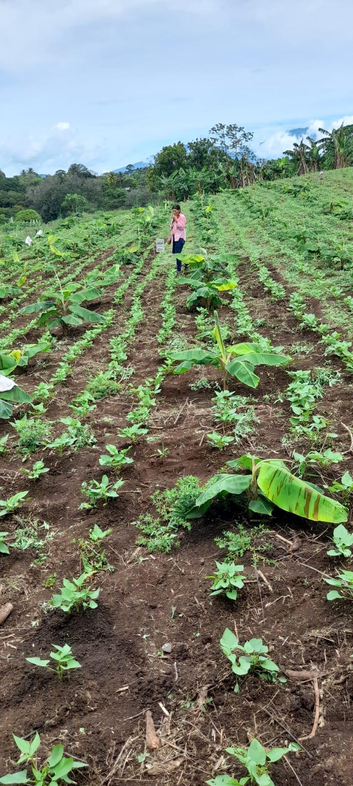 Con machete en mano y cultivando piña: Así es la vida fuera de las canchas de Francisco Martínez y su hermano árbitro