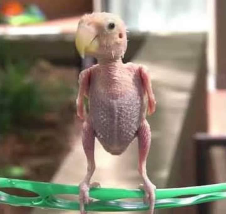 Los memes hacen pedazos a Motagua tras ser goleado por el Saprissa 4-0 en Costa Rica