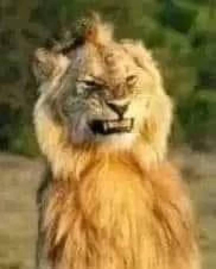 Los de Motagua no olvidan: Olimpia es víctima de los memes tras perder contra Real Estelí en Copa Centroamericana