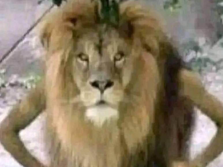 Olimpia no levanta cabeza y los memes destruyen al León tras perder ante Real España; nadie se salva