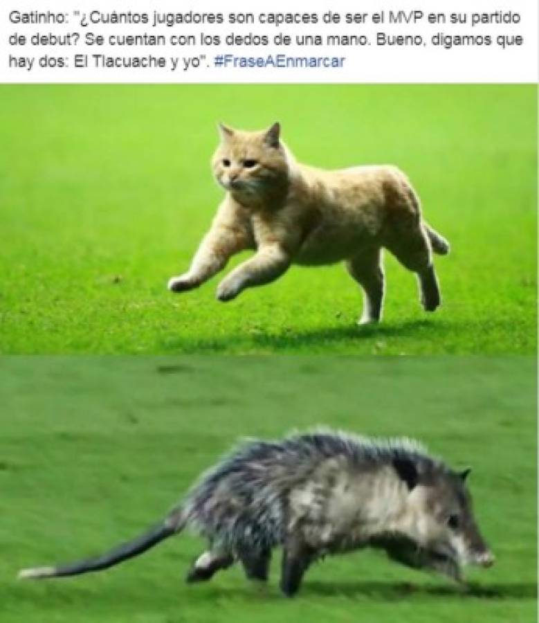 El gato, protagonista de los memes del sufrido triunfo de México ante Bermudas