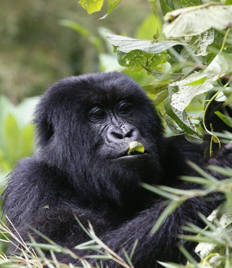 Con elefantes y gorilas: las imperdibles fotos de Sergio Ramos y Keylor Navas en uno de los países más exóticos del mundo