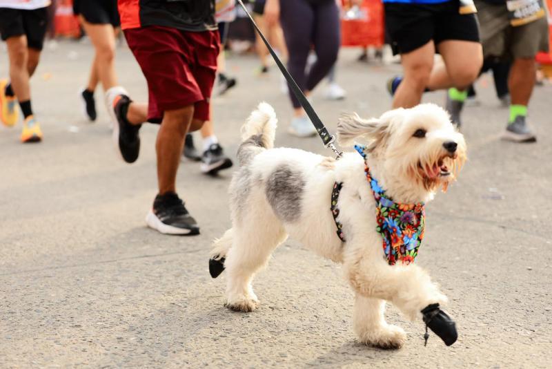 Bellezas y espectacular ambiente: así se vivió la 50 Maratón de LA PRENSA-Gatorade