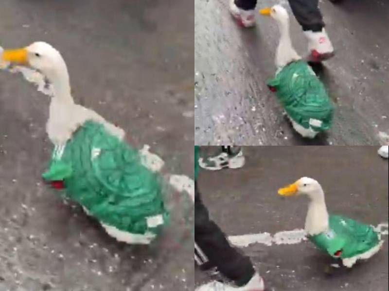 Pato mundialista se robó el show en plena celebración mexicana.