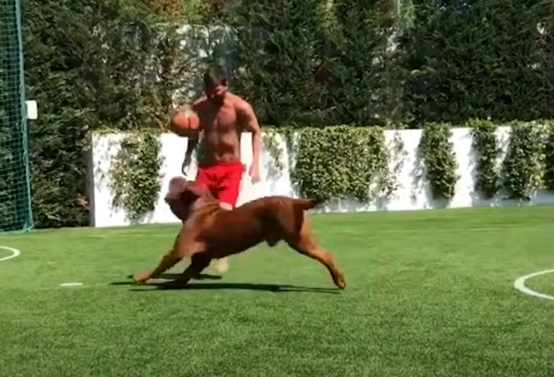 Messi contó dónde y cómo se encuentra Hulk, su gran perro valorado en 80 mil dólares