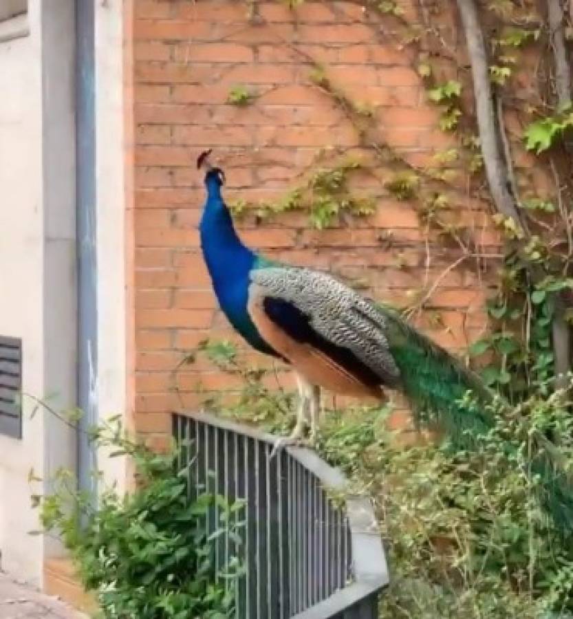 Coronavirus: Animales salvajes se pasean por las calles ante la ausencia de humanos