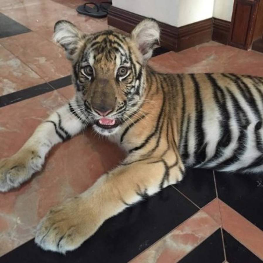 Así es la millonaria vida del futbolista más rico del mundo: Mansiones, tigres y autos de lujo