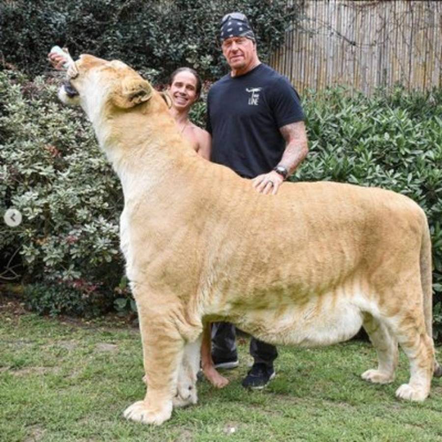 WWE: The Undertaker sorprende al confesar el miedo irracional que le tiene... ¡a los pepinos!