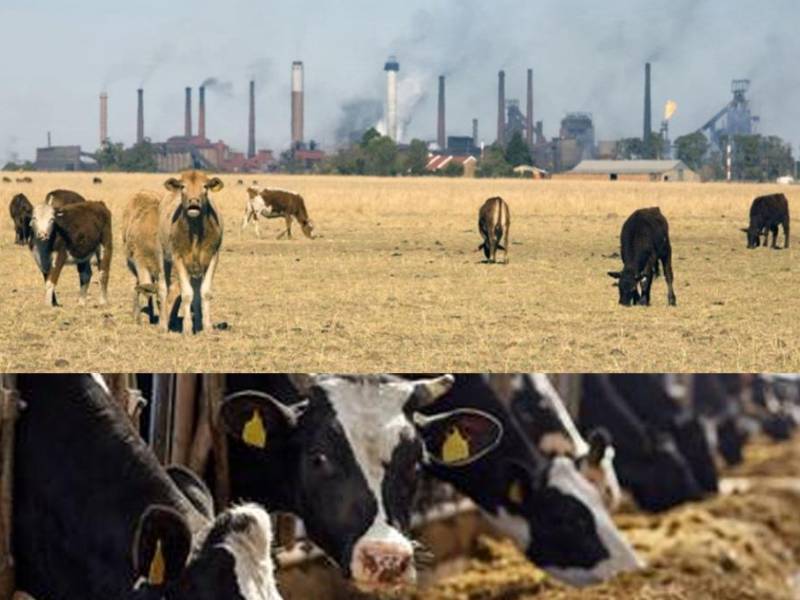 El blog del doctor Elmer López: El ganado y la extinción del planeta tierra