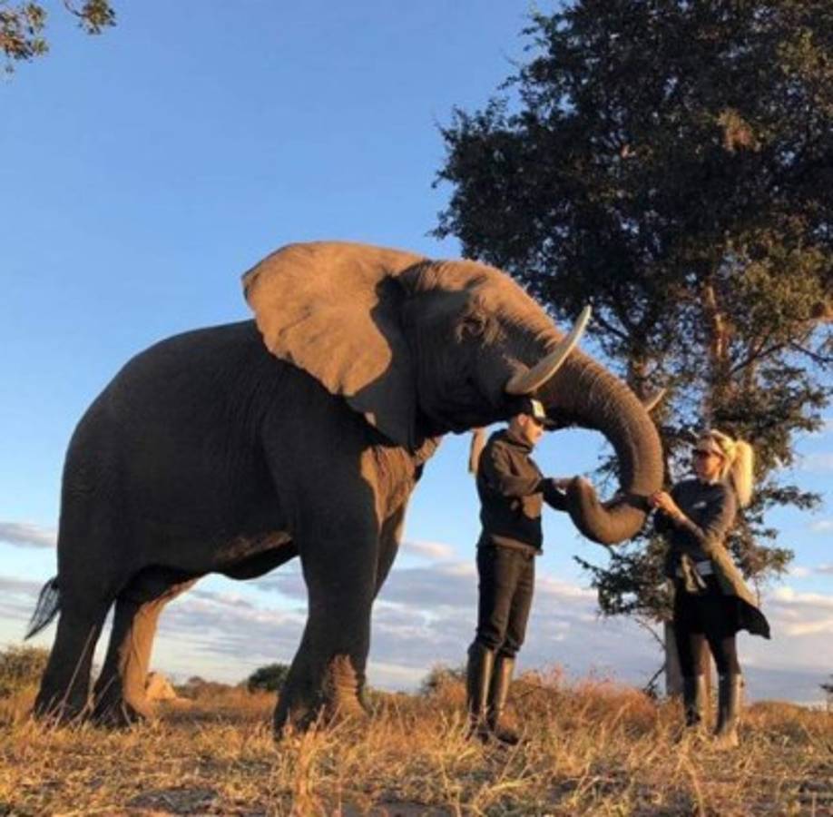 Wanda Nara se desnuda en la sabana con Mauro Icardi ¡Hasta atrajo a los monos!