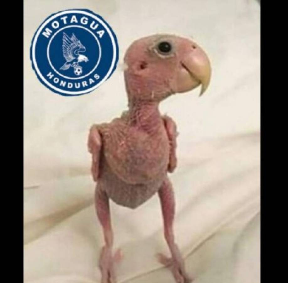 Memes no perdonan al Motagua tras perder ante Saprissa en la final de Concacaf