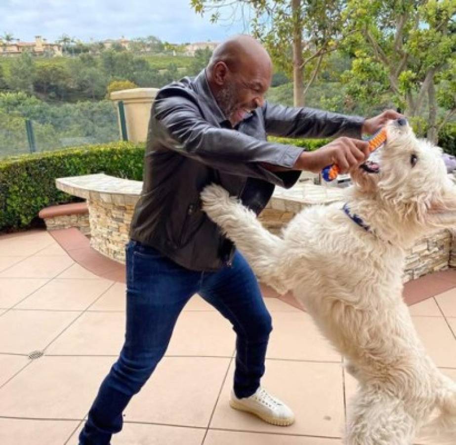 Mars, el perro de Mike Tyson que tiene Instagram y con el que trata de olvidar a su tigre