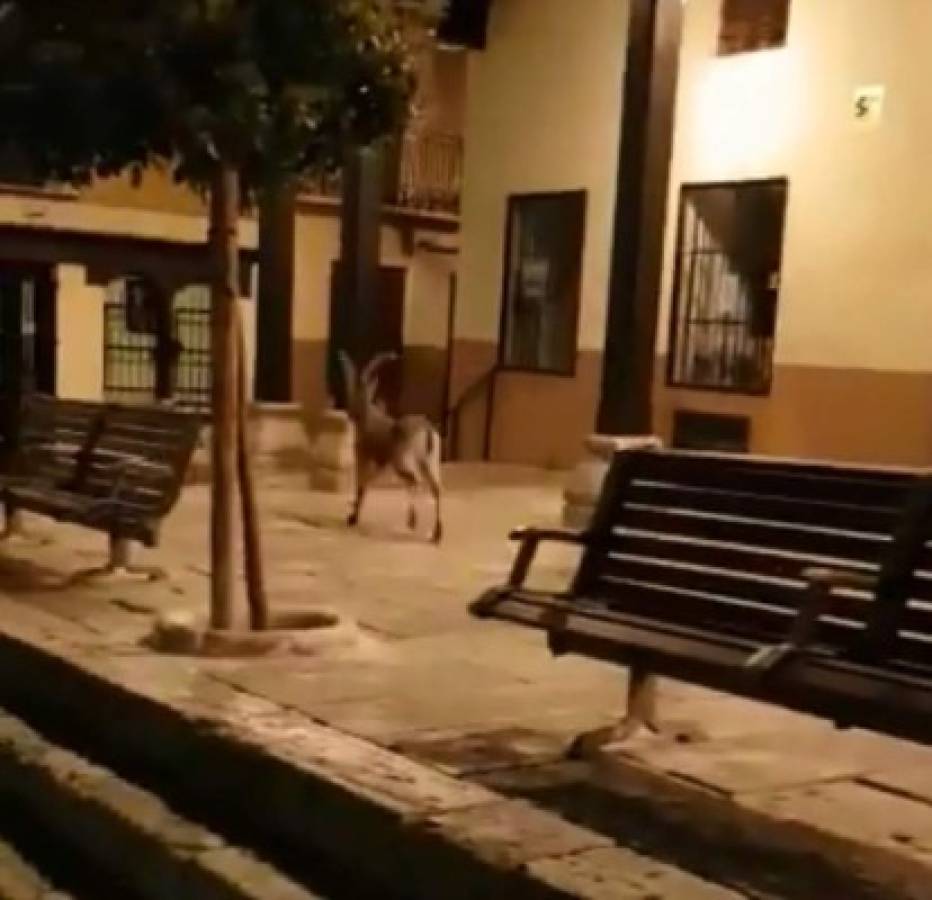 Coronavirus: Animales salvajes se pasean por las calles ante la ausencia de humanos