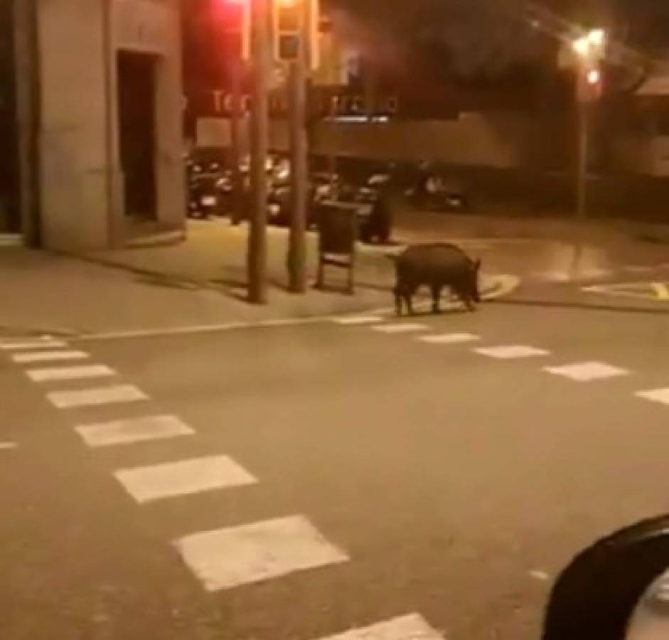 Coronavirus: Animales salvajes se pasean por las calles ante la ausencia de humanos