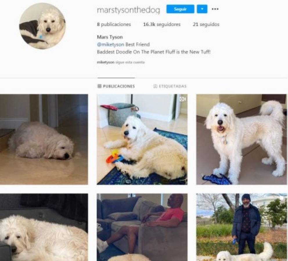 Mars, el perro de Mike Tyson que tiene Instagram y con el que trata de olvidar a su tigre